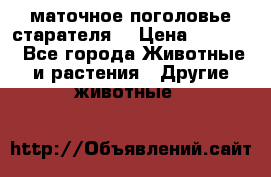 маточное поголовье старателя  › Цена ­ 2 300 - Все города Животные и растения » Другие животные   